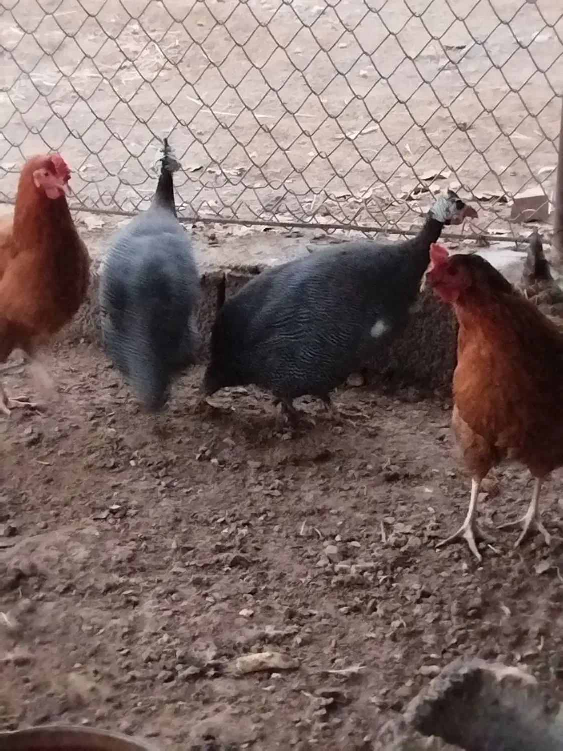 مرغ مصری|حیوانات مزرعه|خسروشاه, |دیوار