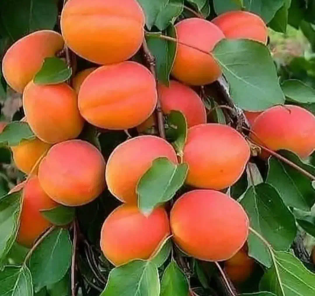 بزرگترین نهالستان(واقع در شمال غرب کشور)|خدمات باغبانی و درختکاری|بروجرد, |دیوار