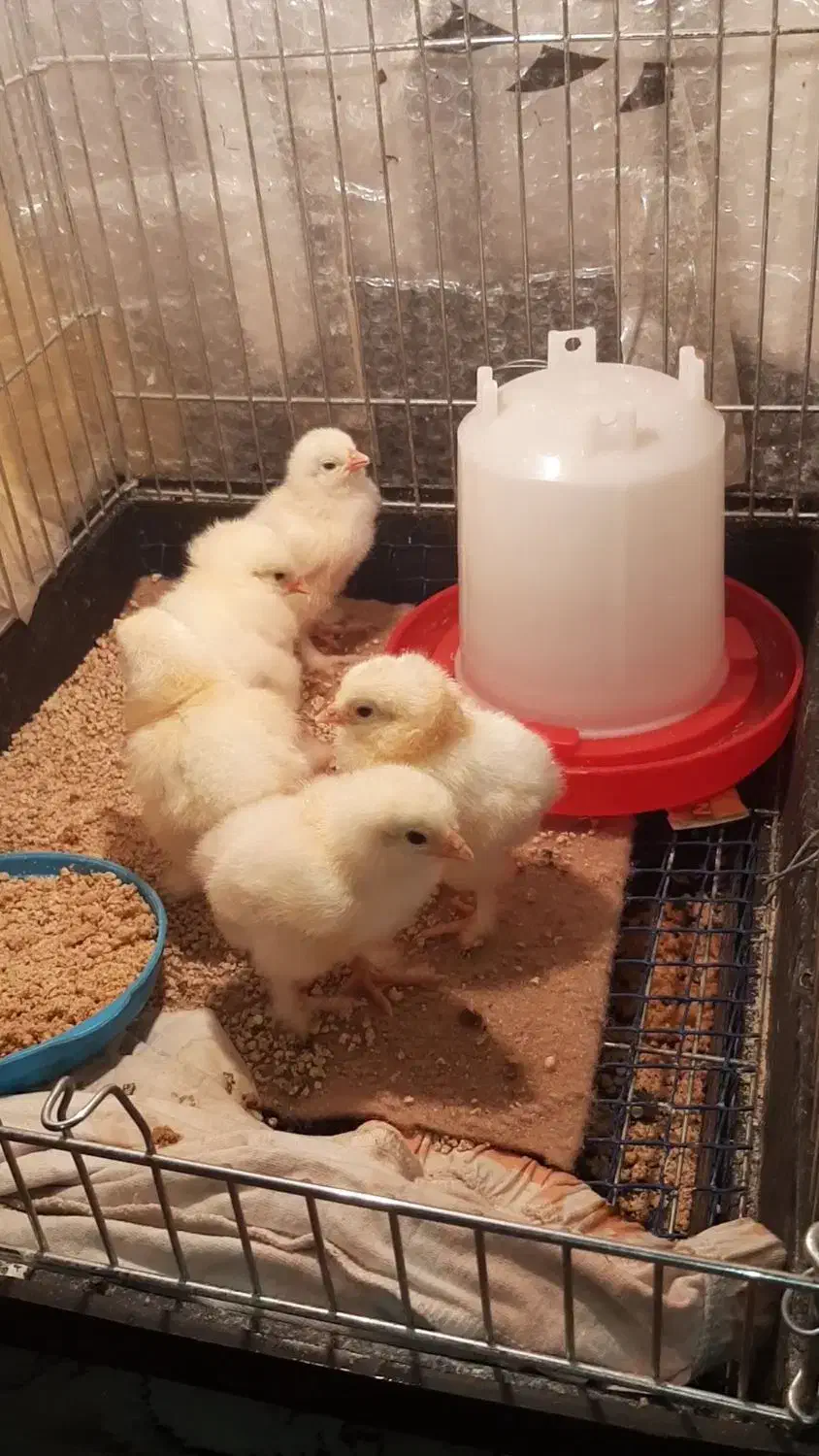 فروش تخم نطفه دار برهما وجوجه یه روزه به بالا|حیوانات مزرعه|اصفهان, شهید رجایی|دیوار