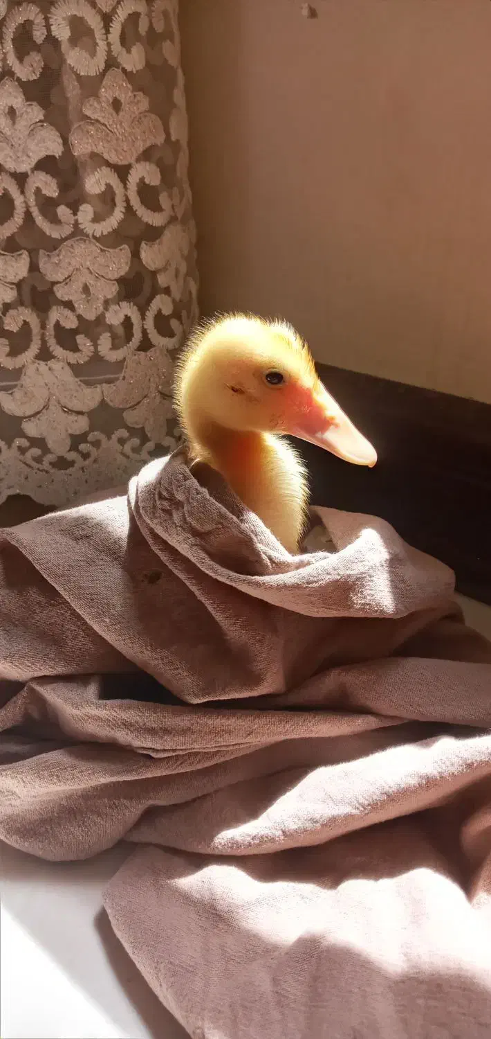 اردک|حیوانات مزرعه|اراک, |دیوار