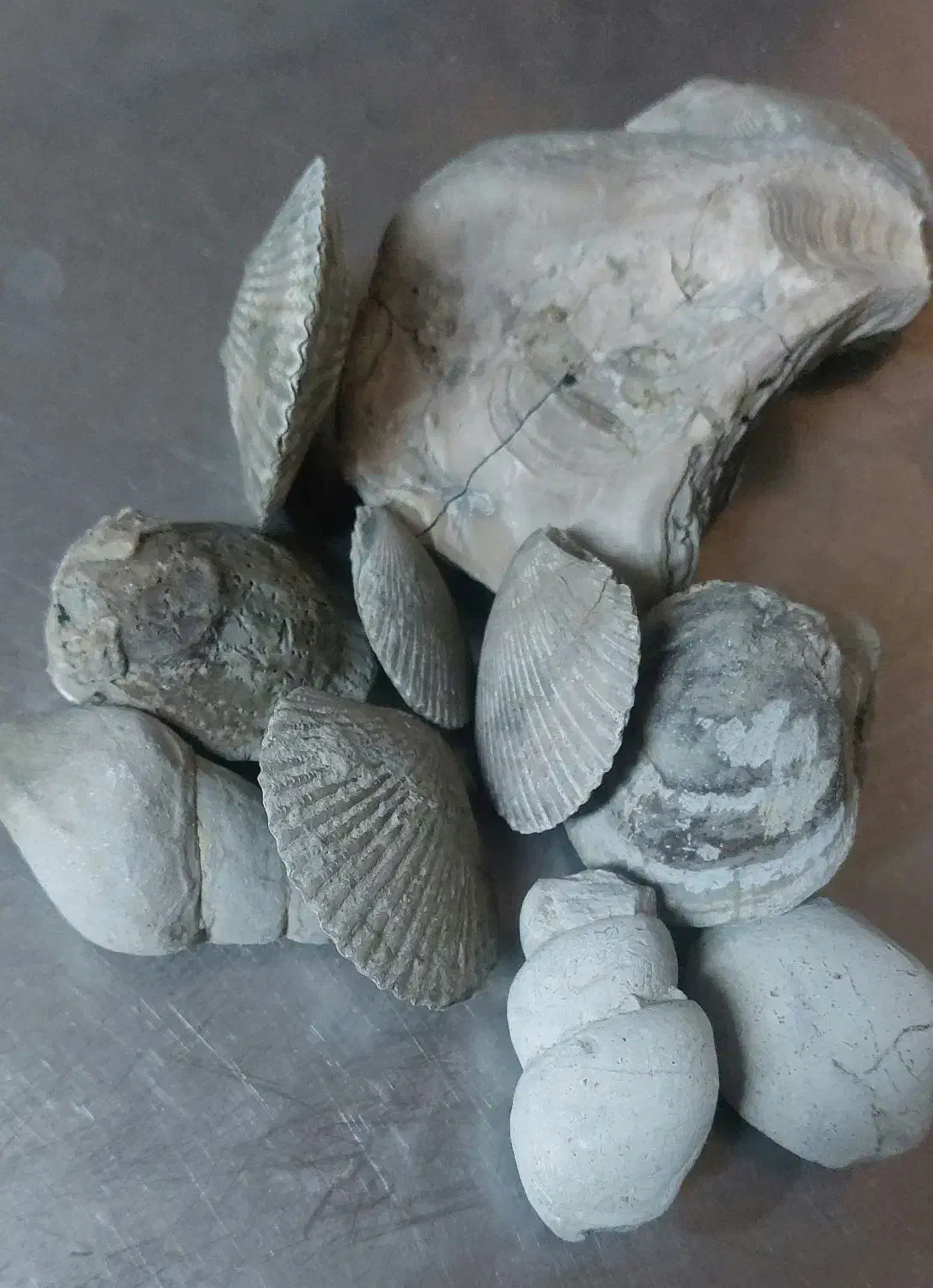 فسیل قدیمی|کلکسیون اشیاء عتیقه|اهواز, سپیدار|دیوار