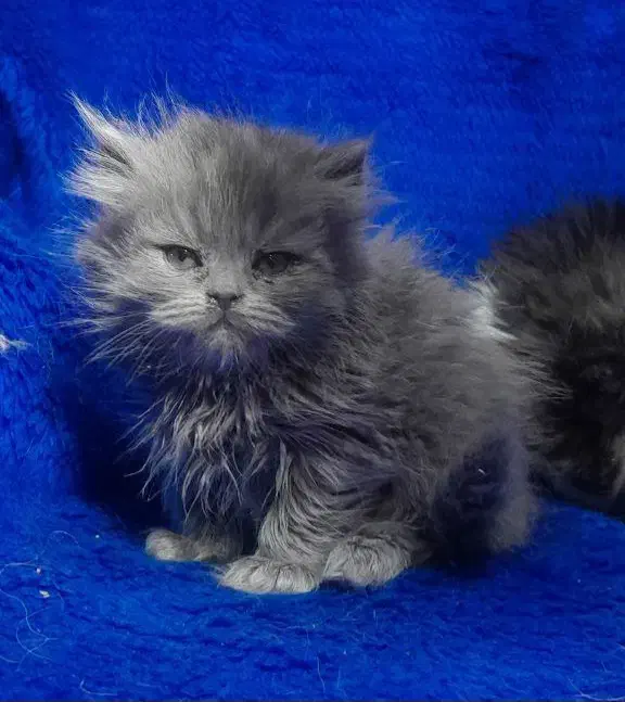 گربه اسکاتیش فولد و انفولد|گربه|مشهد, ویلاشهر|دیوار