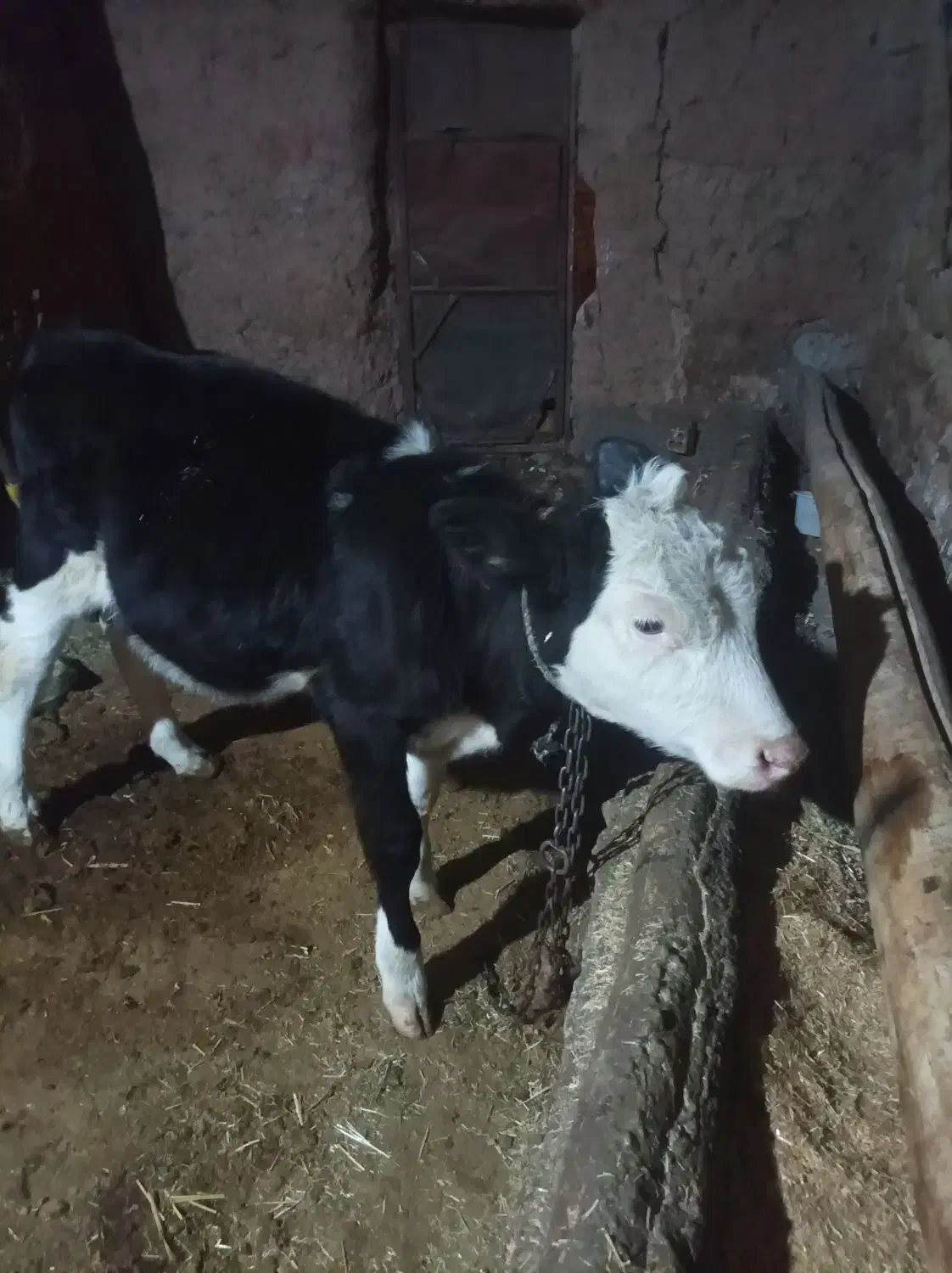 گاوباگوسالهمادهسمنتال|حیوانات مزرعه|انگوران, |دیوار