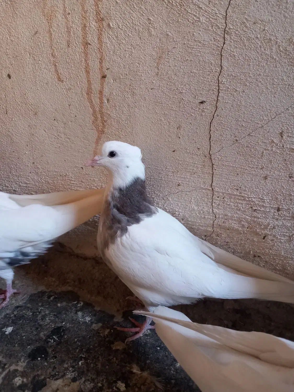 دو عدد طوقی حسابی|پرنده|قم, حاج زینل|دیوار