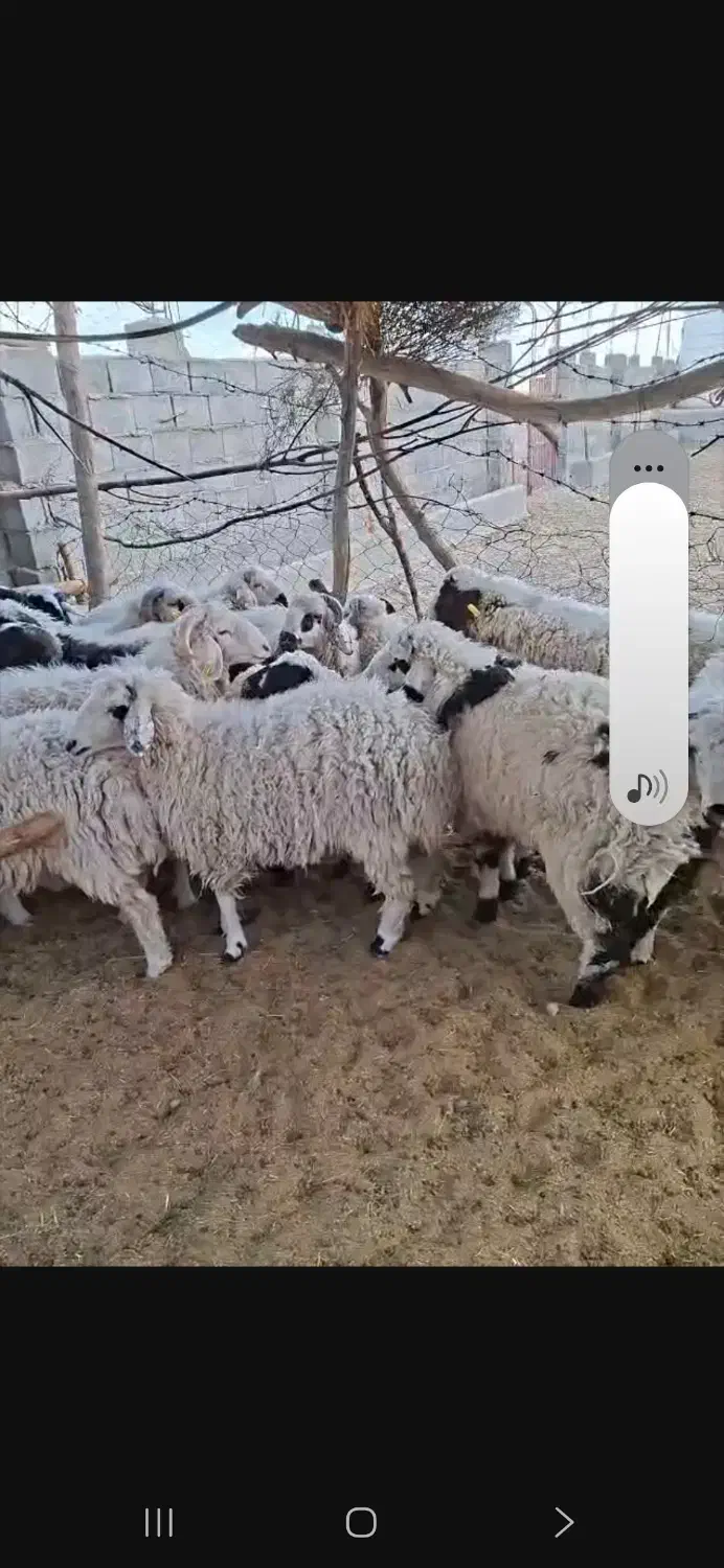 فروش 20راس بره نر|حیوانات مزرعه|شهر بابک, |دیوار