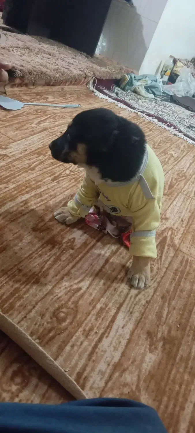 سگ کوچک تیز وباحال|سگ|نیشابور, شهرکهنه|دیوار