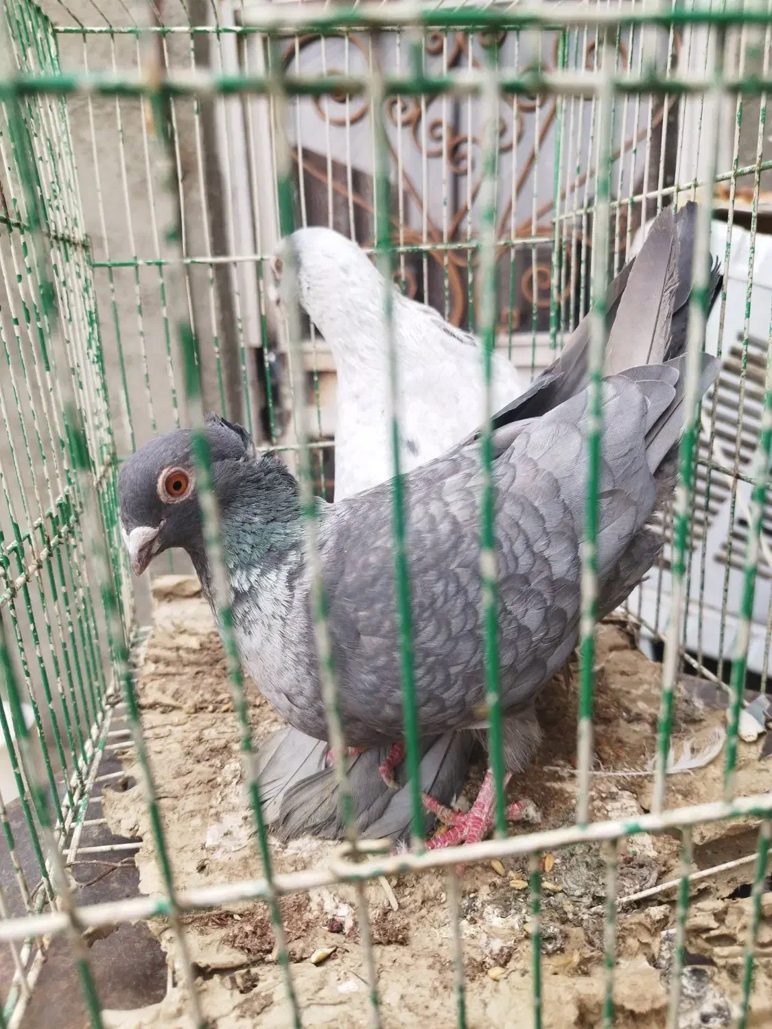 کبوتر موشی|پرنده|چناران, |دیوار