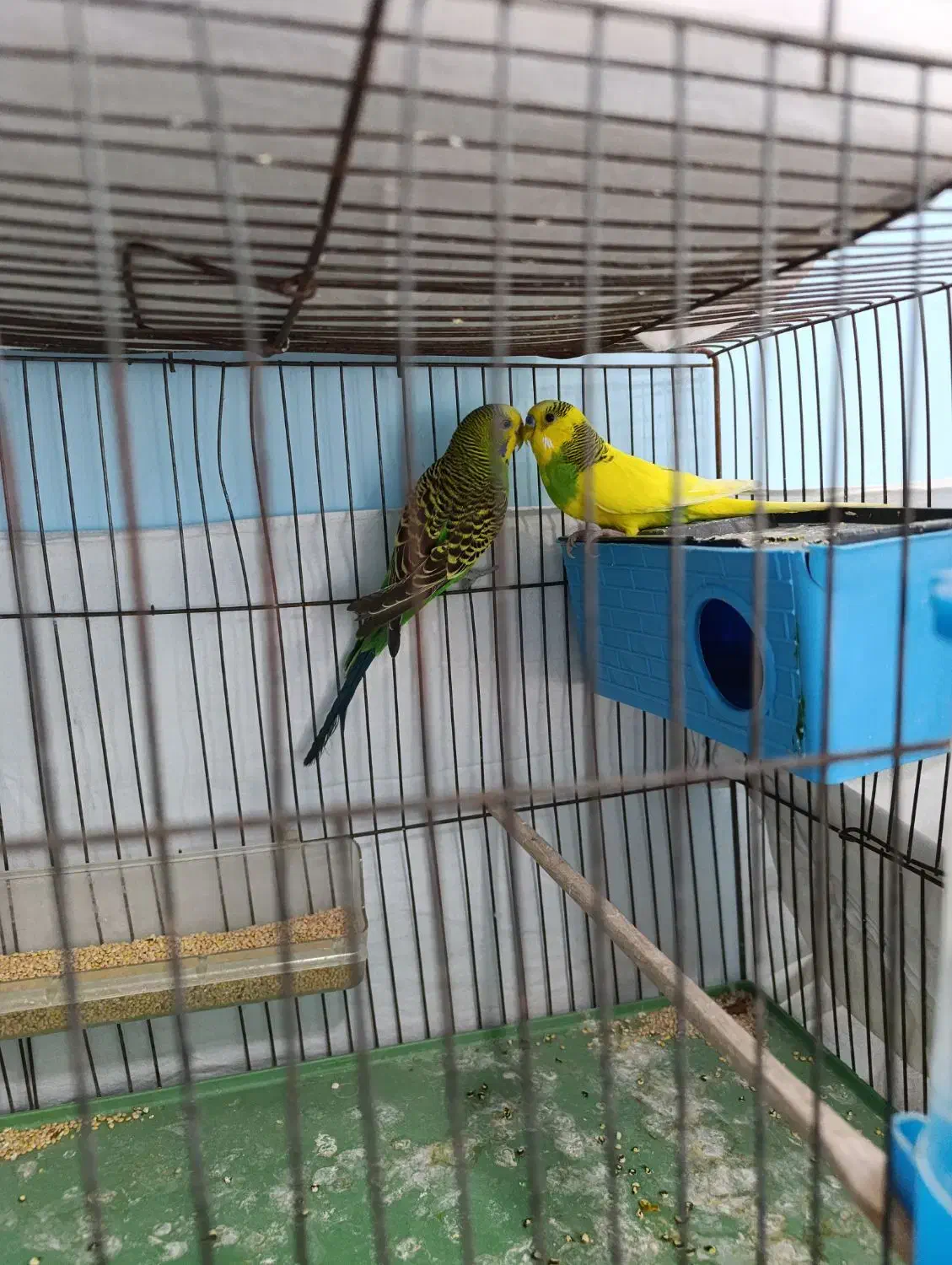 مرغ عشق|پرنده|فسا, |دیوار