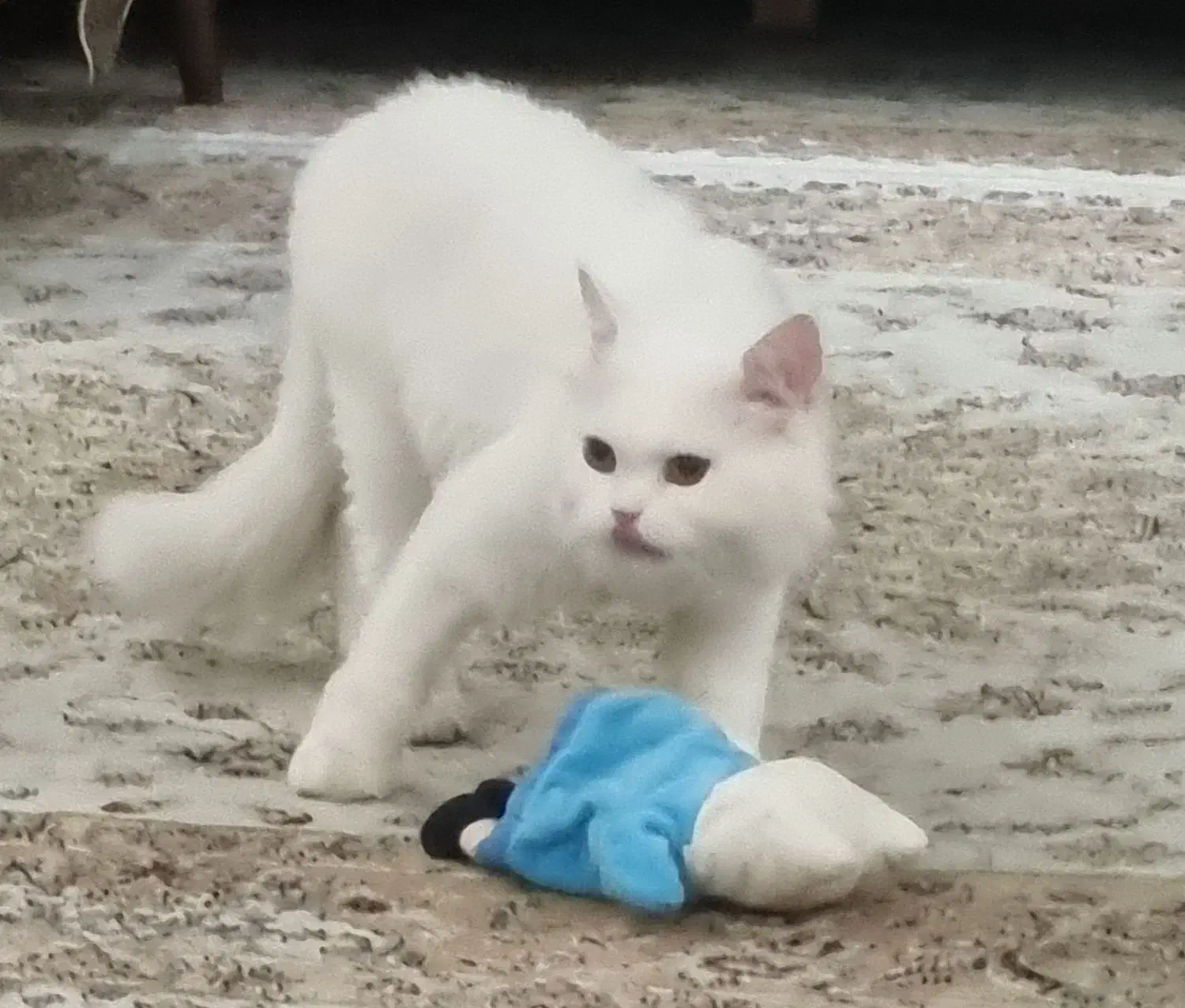 گربه راشن بلو و پرشین|گربه|ماکو, |دیوار