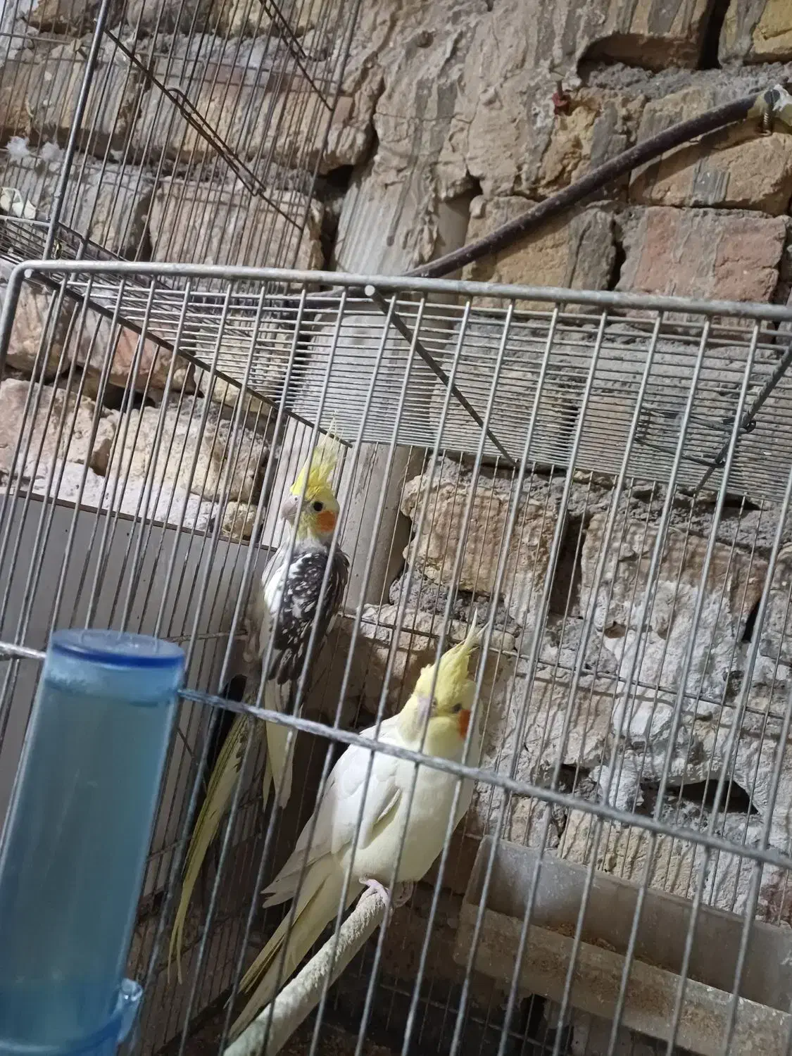 عروس هلندی نر ماده|پرنده|قم, یزدانشهر|دیوار