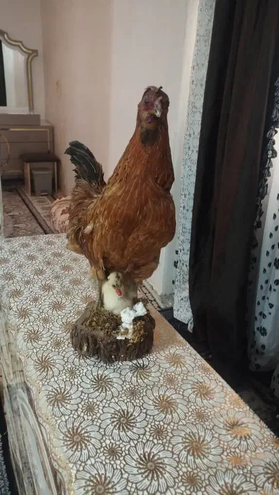 مرغ خروس گوسفند طبیعی|مجسمه، تندیس، ماکت|زابل, |دیوار