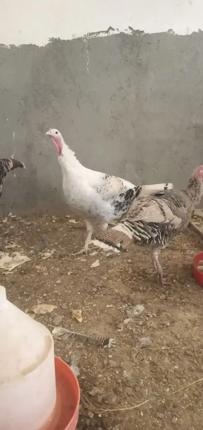 ۳ عدد بوقلمون ماده فروشی|حیوانات مزرعه|سنقر, |دیوار