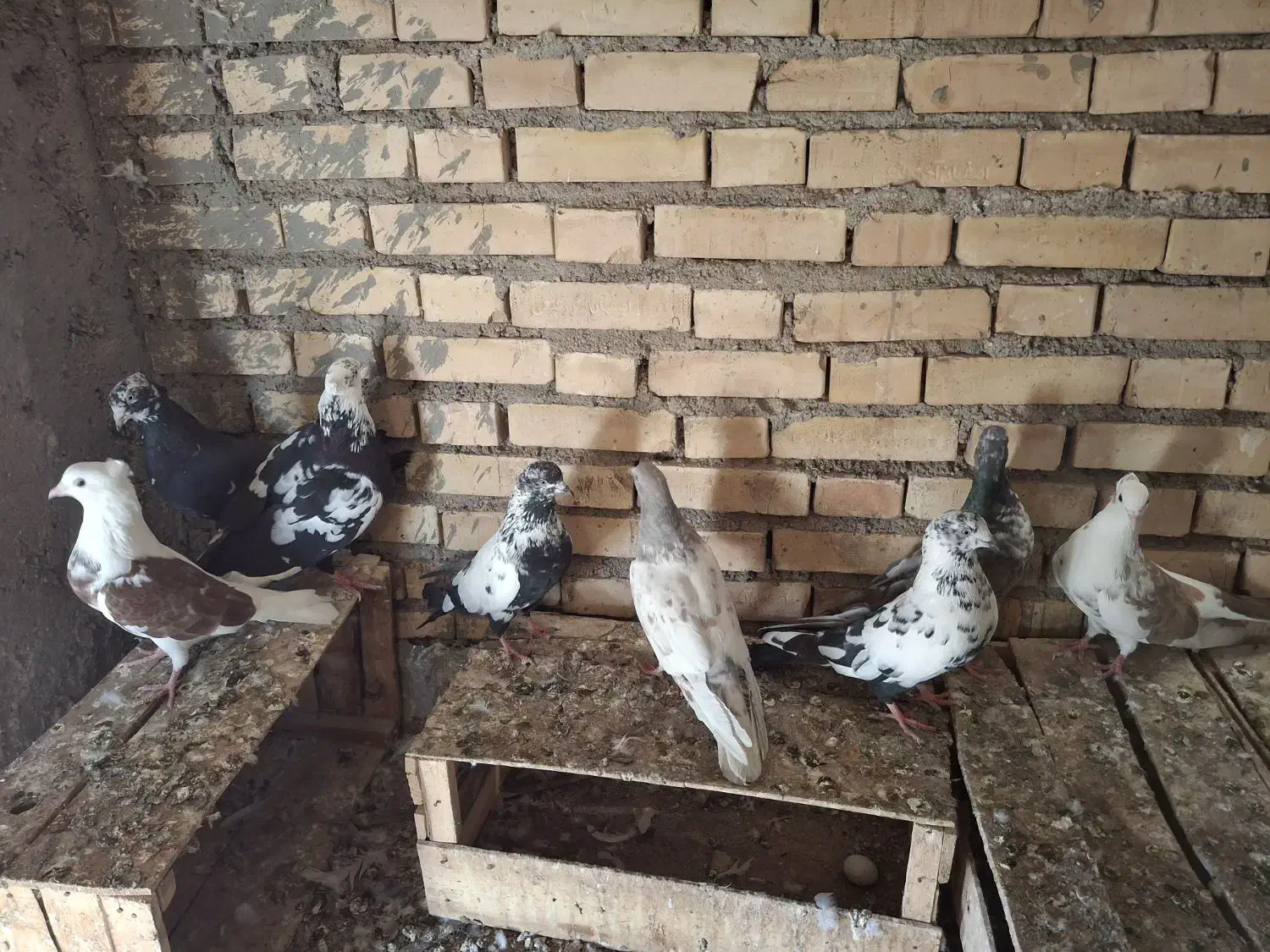 کفتر|پرنده|خرمشهر, |دیوار