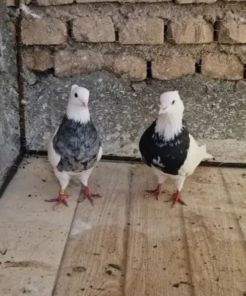 جفت کبوتر طوقی|پرنده|بافق, |دیوار