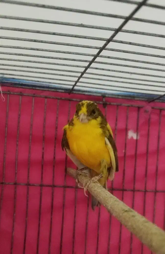 قناری فروشی|پرنده|جونقان, |دیوار