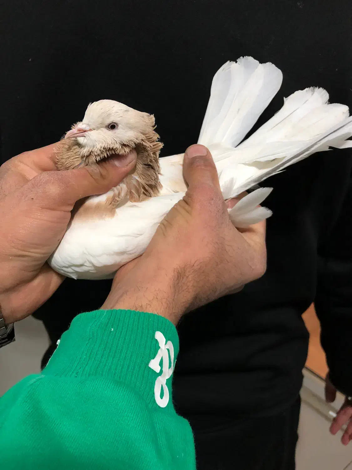 کفتر هما زردی کاکلی|پرنده|پردیس, فاز ۸|دیوار