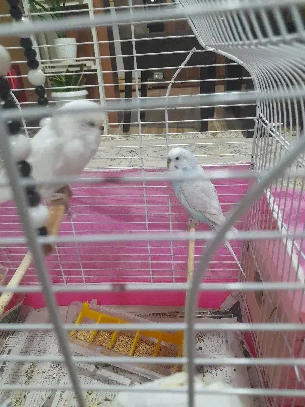 مرغ عشق|پرنده|رشت, یخسازی|دیوار