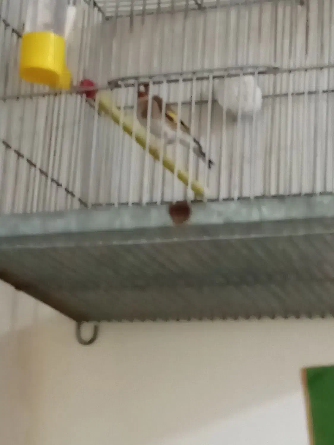 سهره سرخ دوساله جفتی قناری|پرنده|اندیمشک, |دیوار