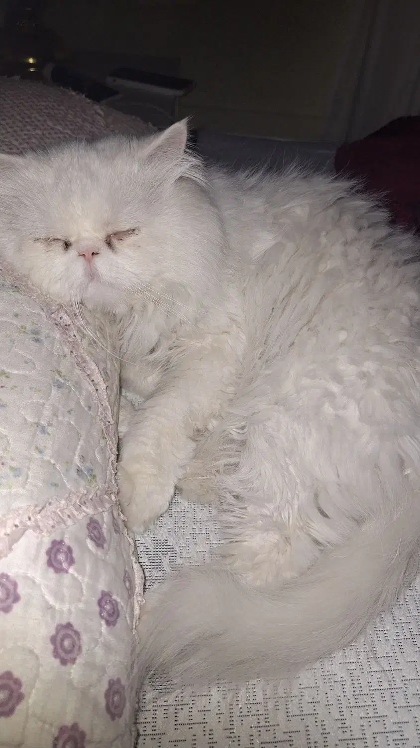 پرشین نر . دنبال ماده برای جفت گیری|گربه|طبس, |دیوار