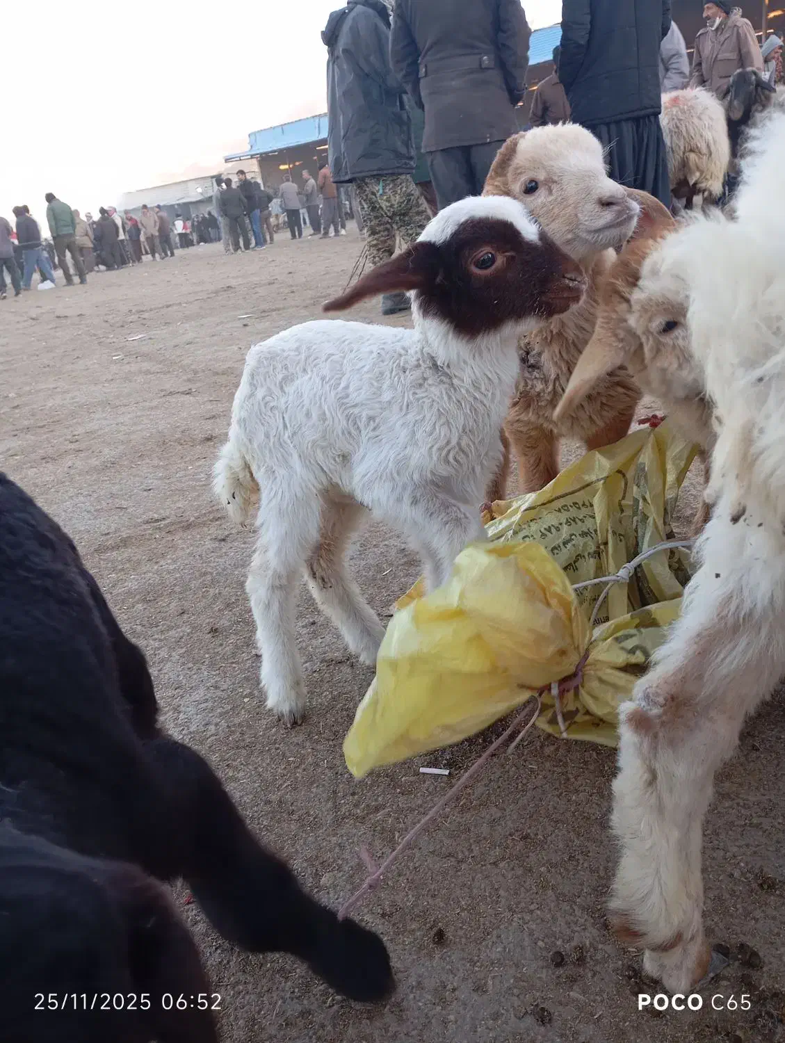 بره شیری ماده ویک نر|حیوانات مزرعه|بجنورد, |دیوار