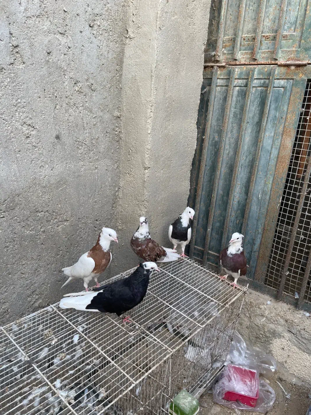 کفتر کبوتر|پرنده|قشم, |دیوار