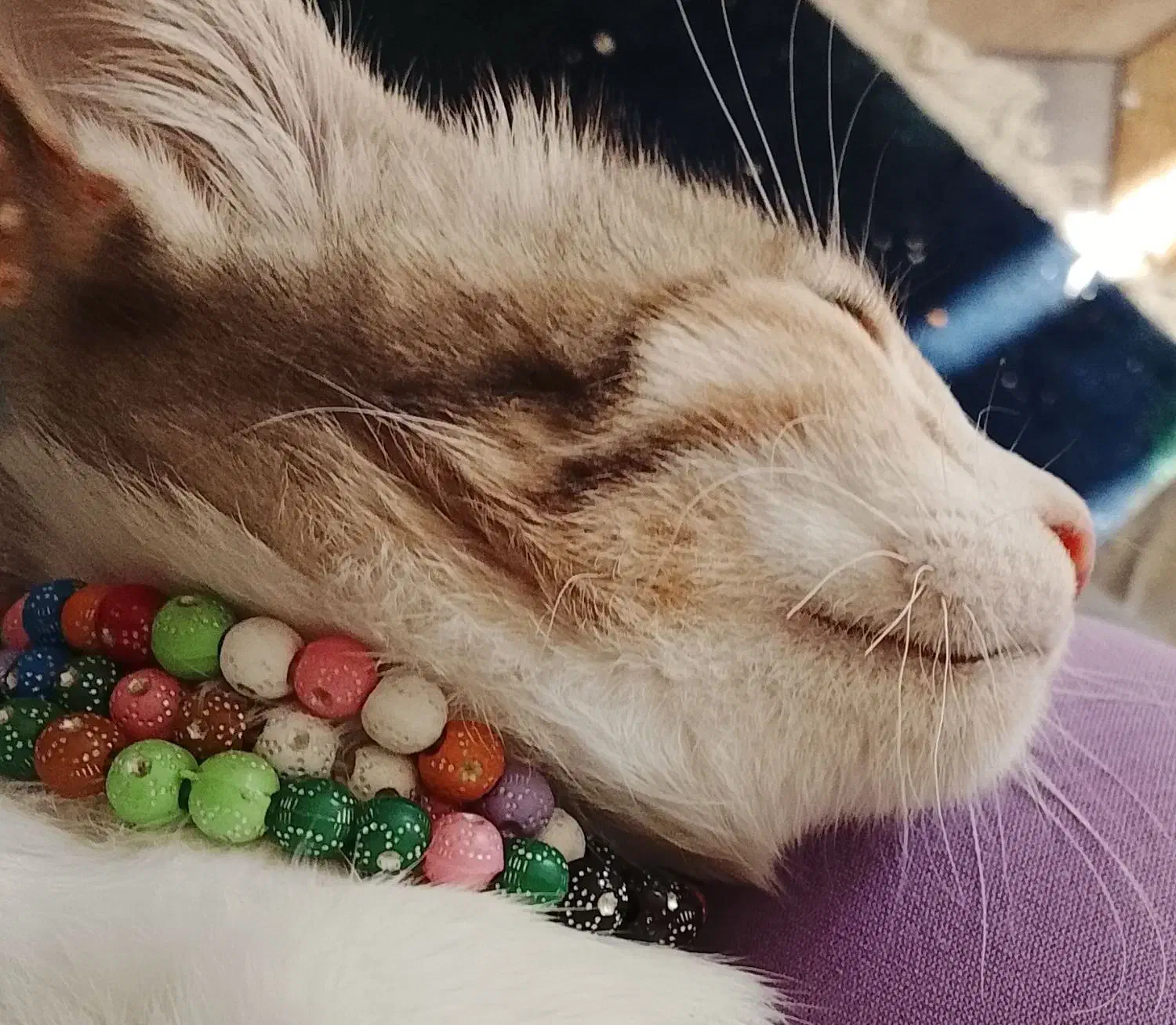 واکذاری|گربه|صدرا-فارس, فاز ۱|دیوار