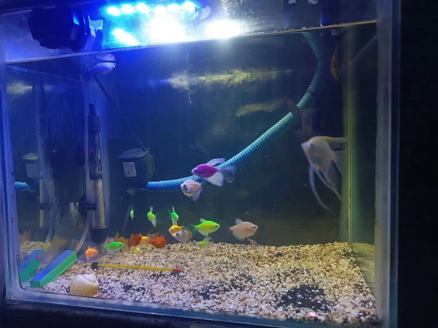 ماهی آکواریومی|ماهی|الوند, |دیوار