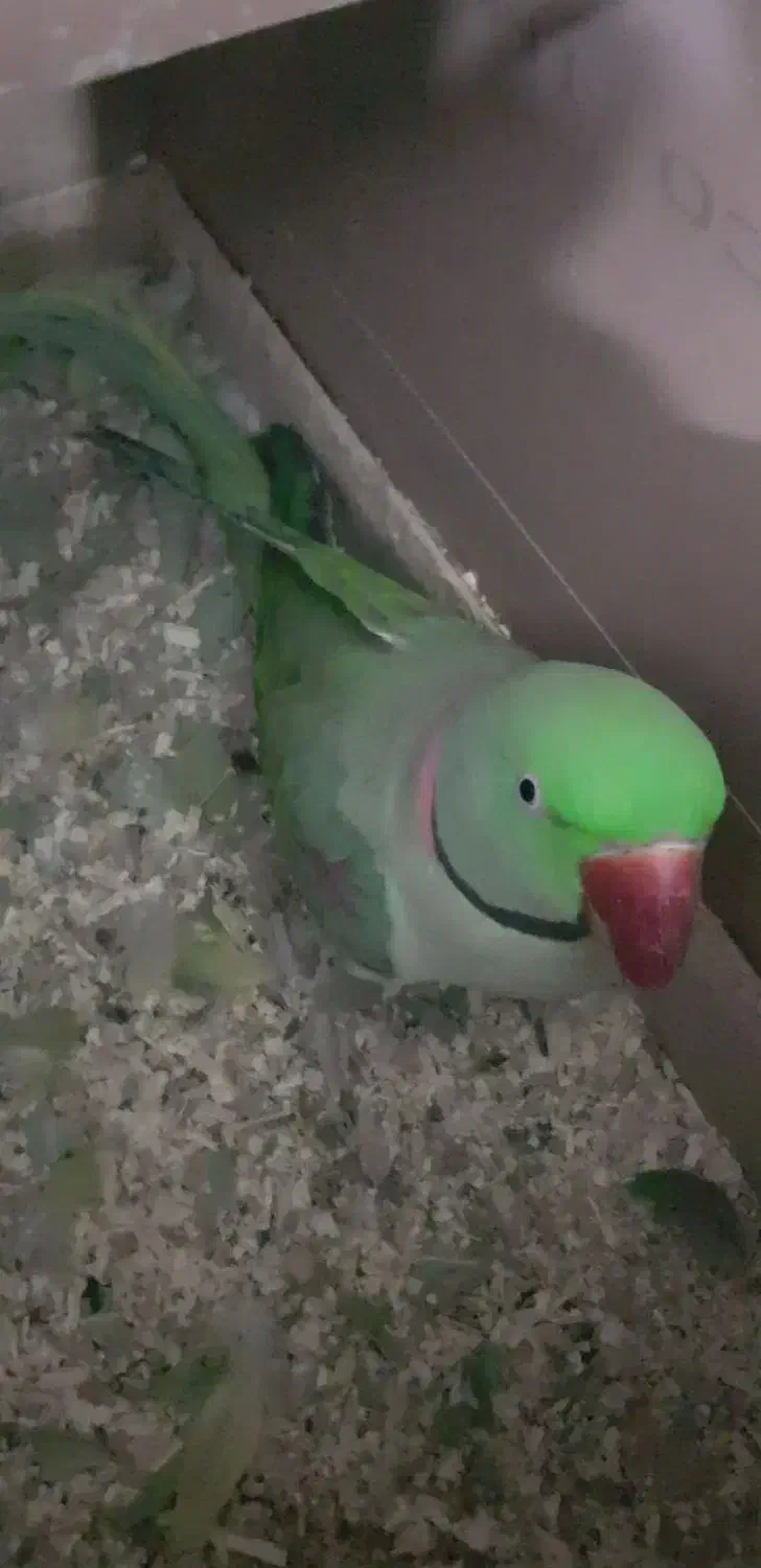 شاه طوطی گرنچیک راهب|پرنده|گلستان (تهران), |دیوار