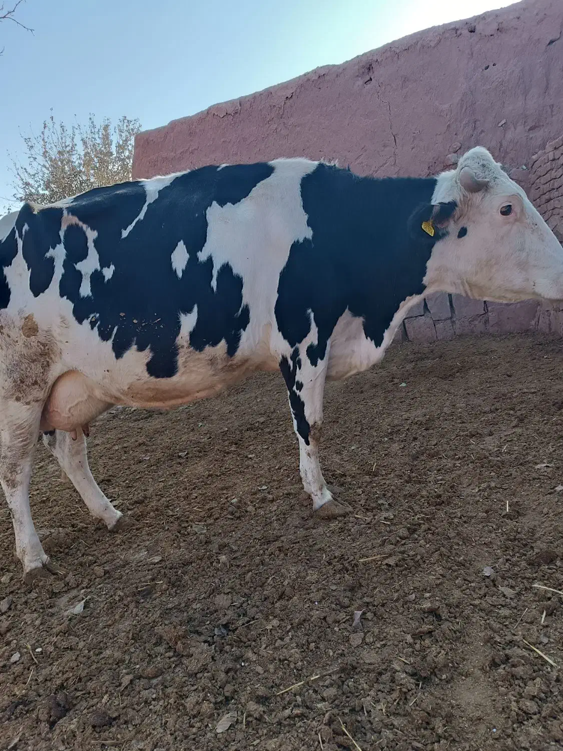 گاو شیری سیمینتال با گوساله|حیوانات مزرعه|چناران, |دیوار
