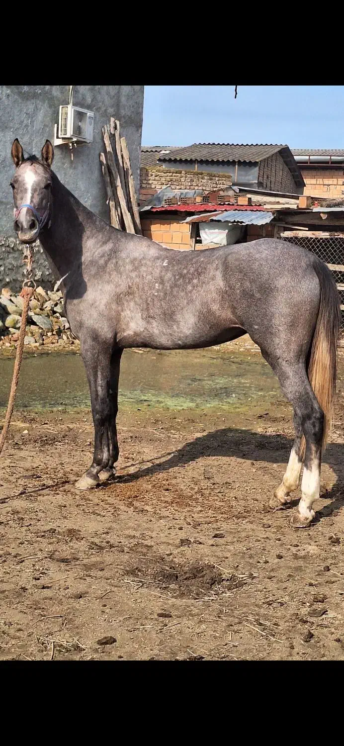 اسب اصیل ترکمن مادیون|اسب و تجهیزات اسب‌سواری|بندر ترکمن, |دیوار