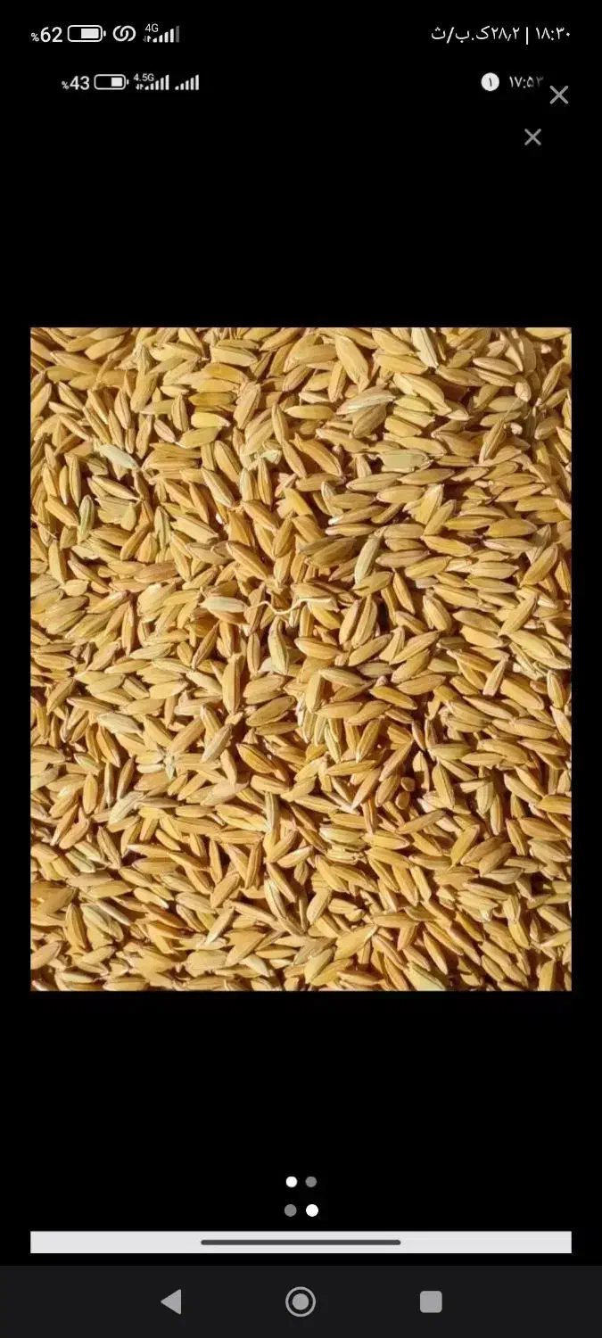 چلتیک برنج|خوردنی و آشامیدنی|یاسوج, |دیوار