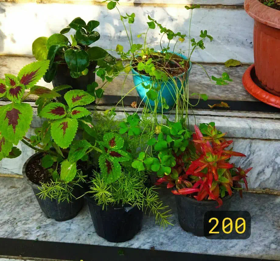 فروش حضوری گل‌های خانگی|گل و گیاه طبیعی|کرج, شهرک بهداری|دیوار