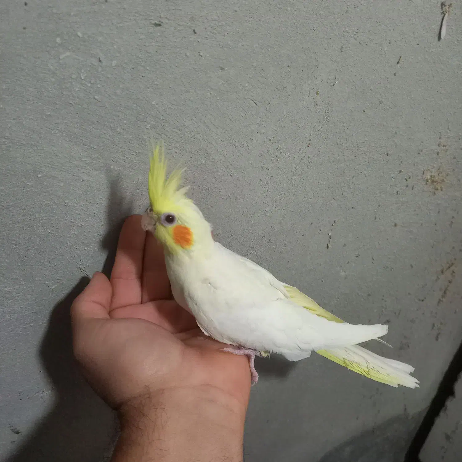 قفس|لوازم جانبی حیوانات|قوچان, |دیوار