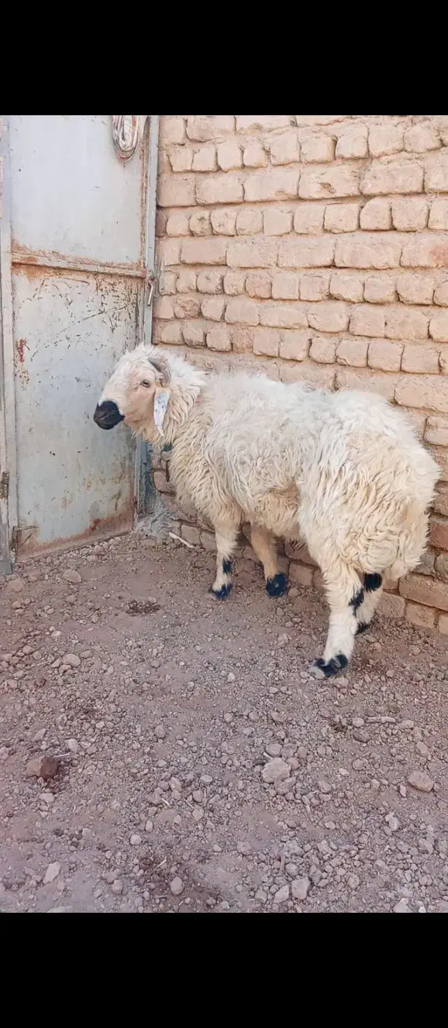 گوسفند نر بره|حیوانات مزرعه|قم, بقیع|دیوار