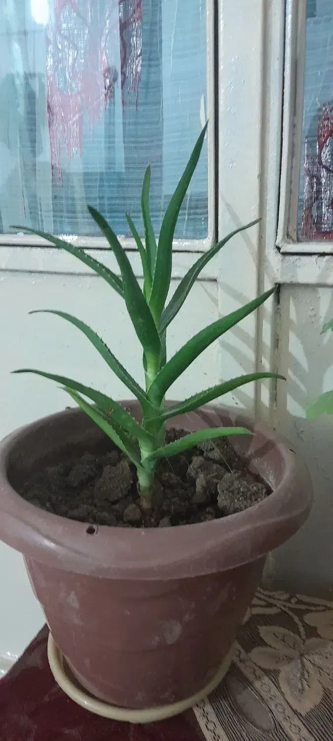 گلهای طبیعی خانگی|گل و گیاه طبیعی|قصابه, |دیوار