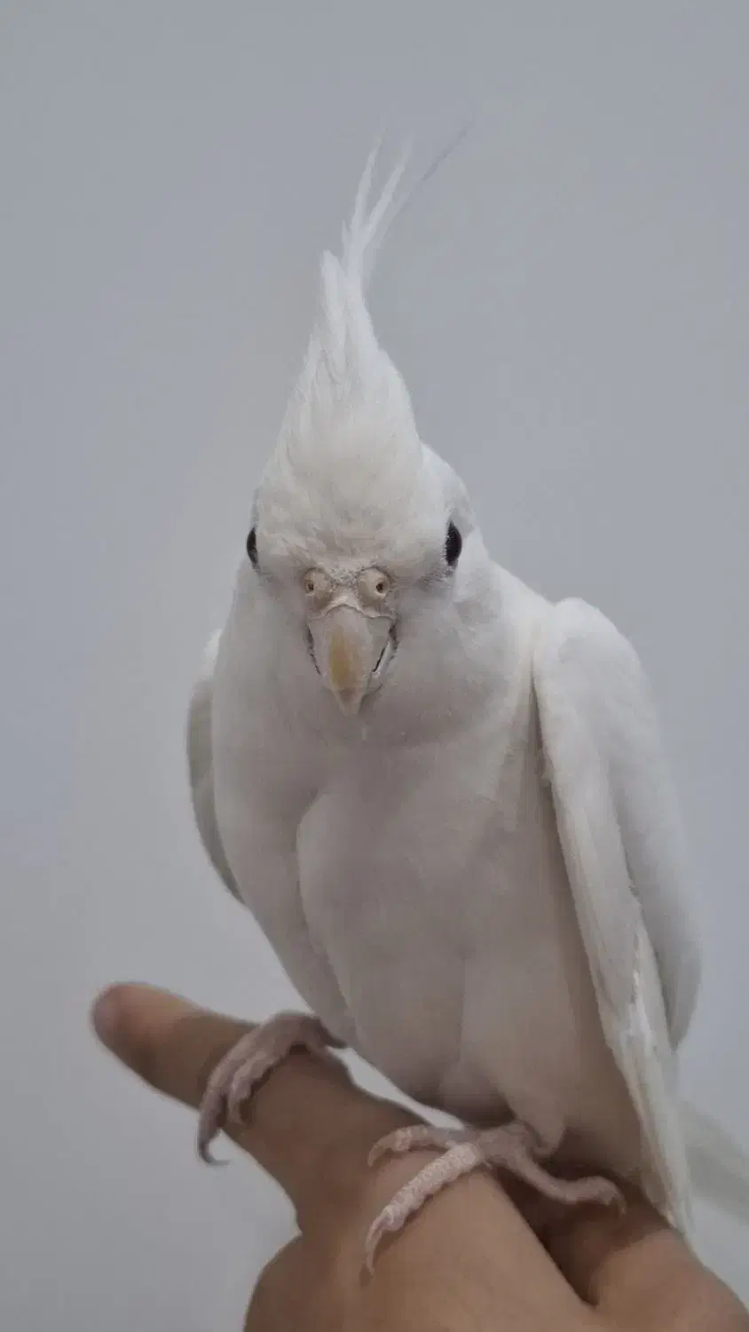 دو عدد عروس هلندی البینو|پرنده|تربتحیدریه, کاشانی|دیوار