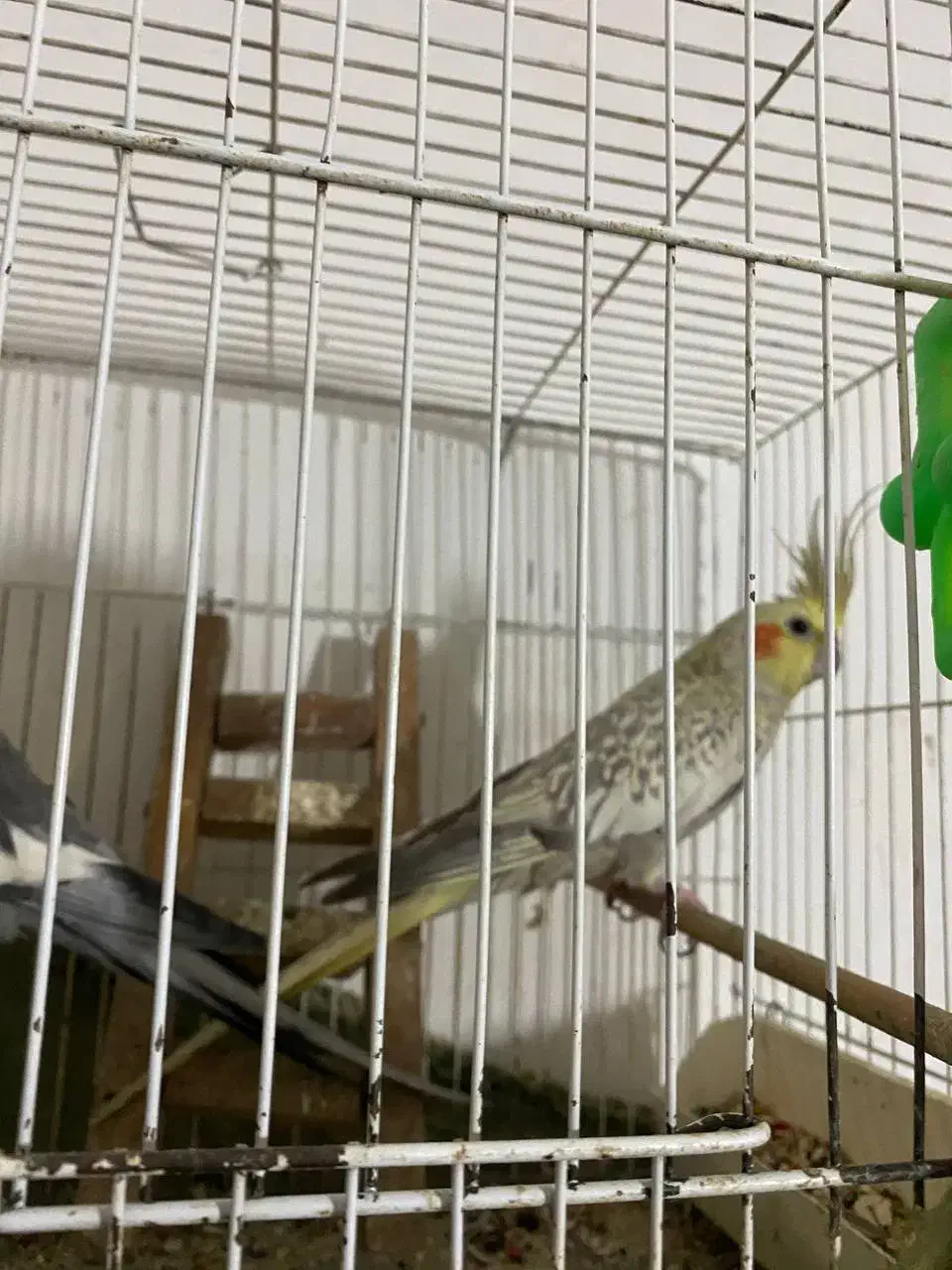 جفت عروس مولد با لوازم کامل|پرنده|ساری, |دیوار