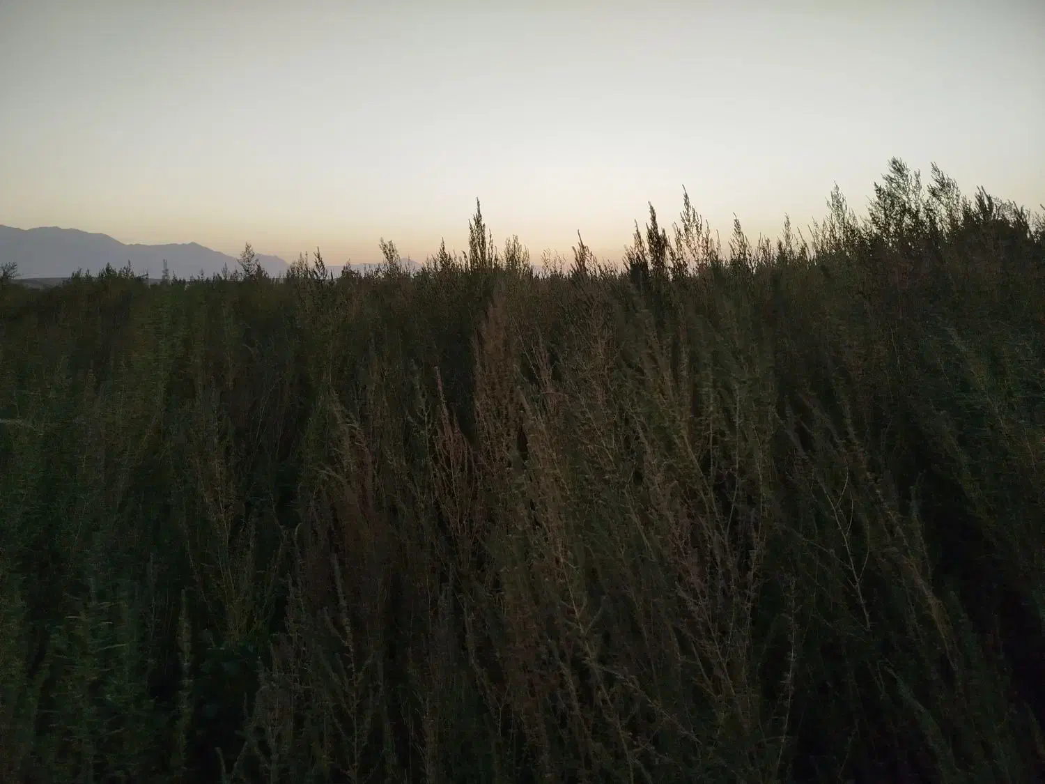 جارو|جاروبرقی، جارو شارژی، بخارشو|نهاوند, |دیوار