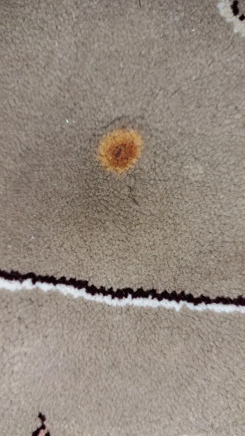 فرش ۱۲ متری|فرش|پاکدشت, پاکدشت (مامازند)|دیوار