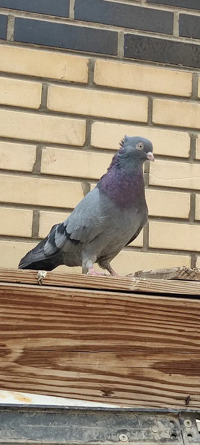 کبوترسبز آبادانی|پرنده|شاهین‌شهر, خانه کارگر|دیوار