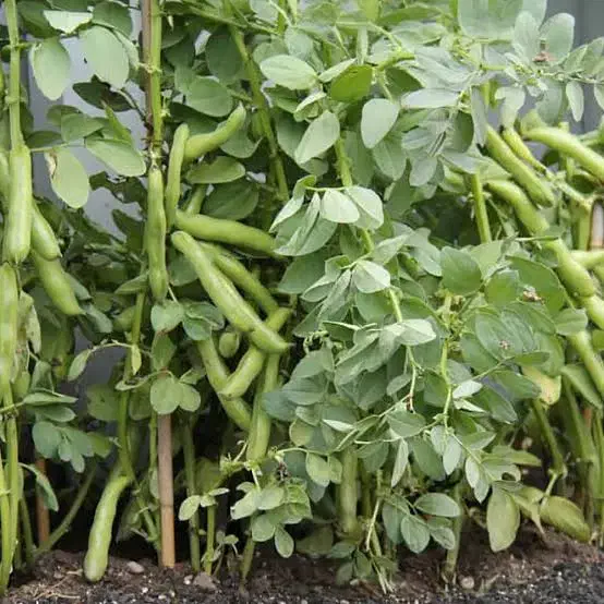 بذر باقله|عمدهفروشی|کرمانشاه, |دیوار