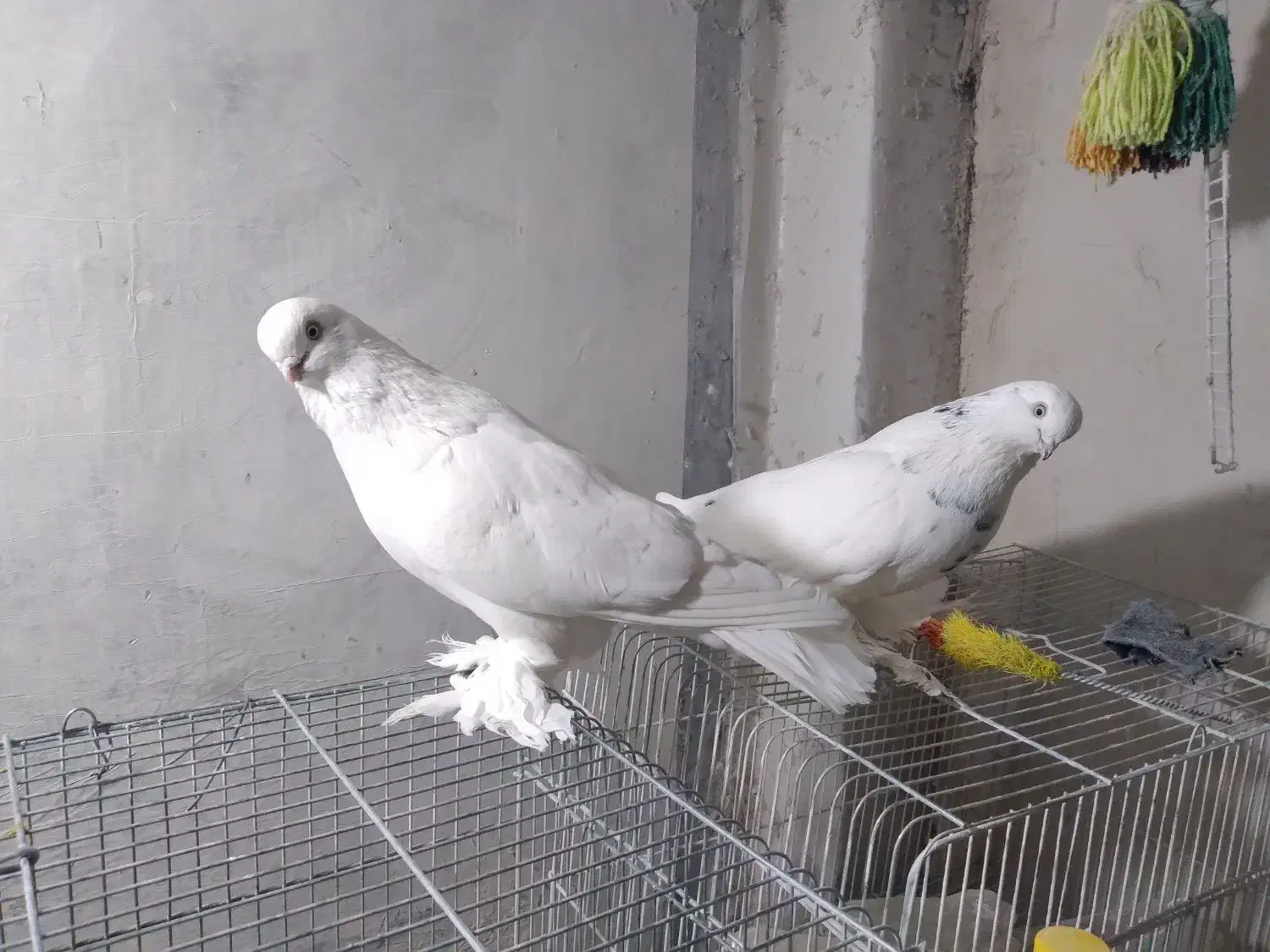 فروش انواع کبوتر نوک ریز|پرنده|بروجن, |دیوار