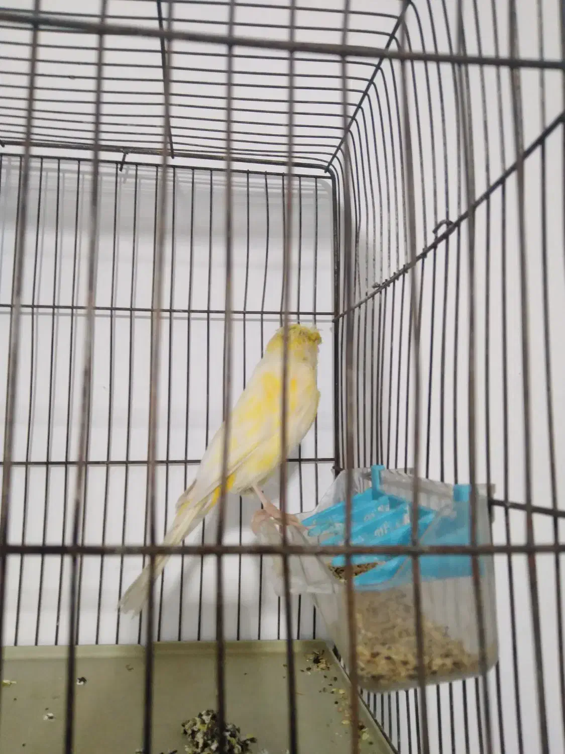 قناری ماده هیکلی تک رنگ|پرنده|شیراز, سهل‌آباد|دیوار