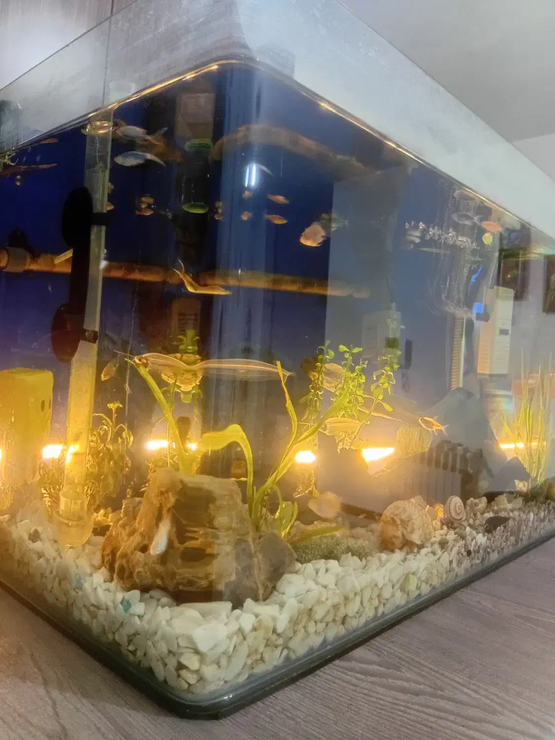 آکواریوم|ماهی|هشتگرد, شهرک گلها|دیوار