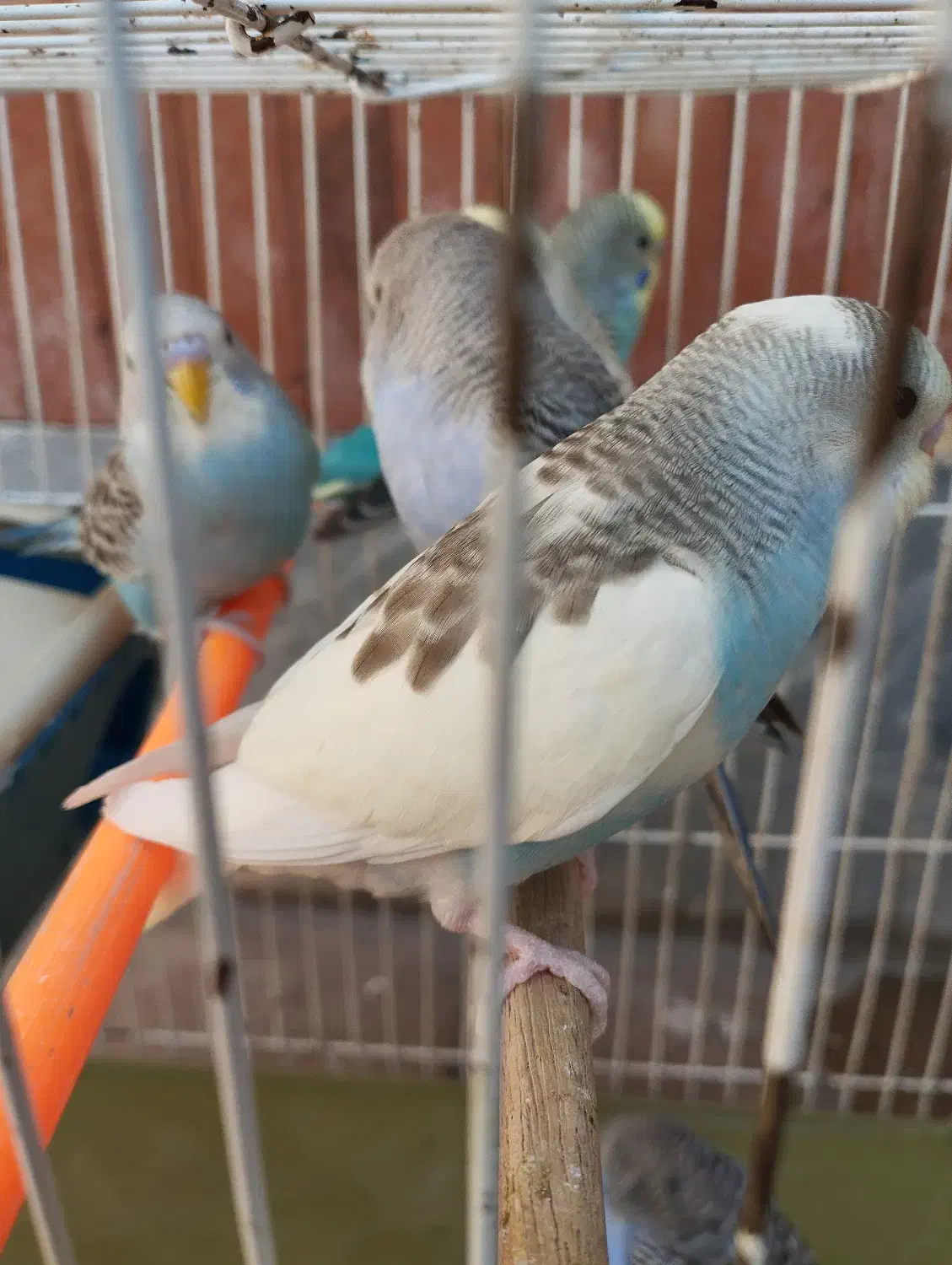 مرغ عشق|پرنده|گرمسار, |دیوار