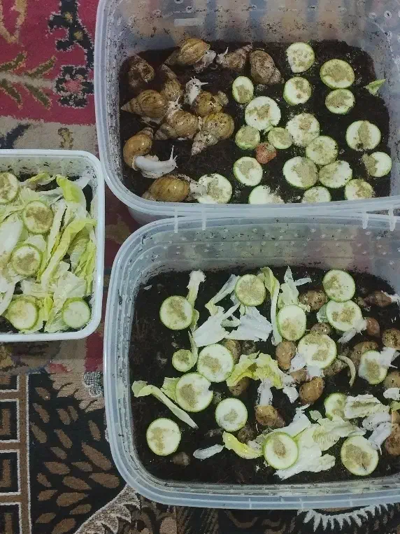 حلزون آلبینو|خزنده|بندرعباس, |دیوار