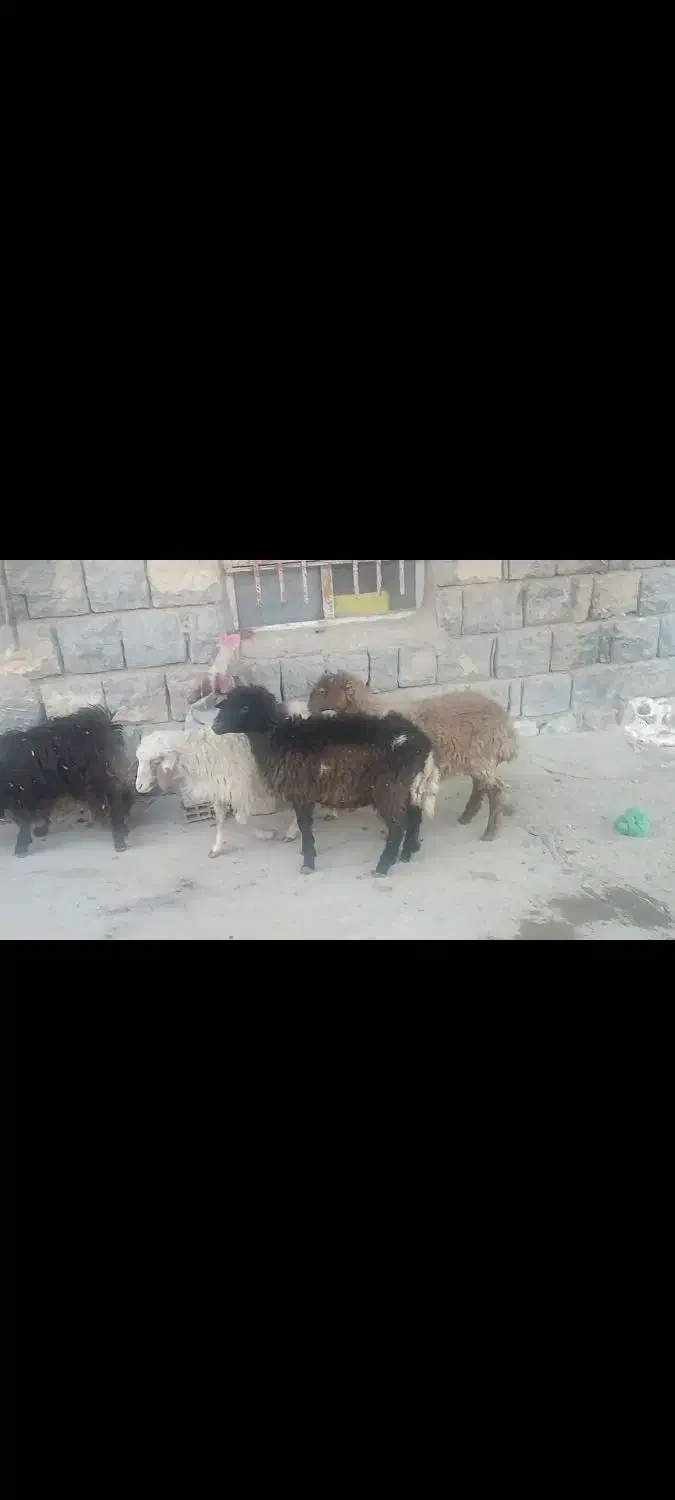 گو‌سفند|حیوانات مزرعه|کلاشی, |دیوار