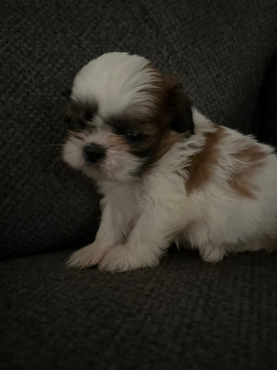 شیتزوسوپرفلت|سگ|رشت, گلسار|دیوار