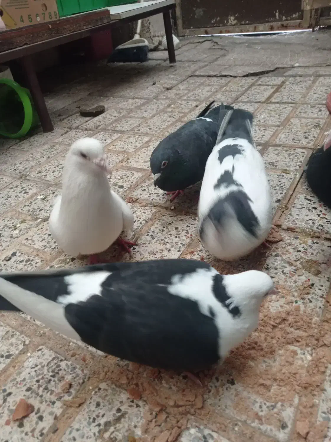 کفتر|پرنده|مشهد, خرمشهر|دیوار