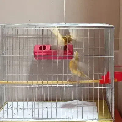 جفت قناری جوان|پرنده|تبریز, |دیوار